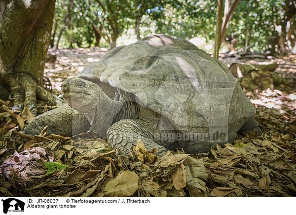 Aldabra giant tortoise / JR-06037