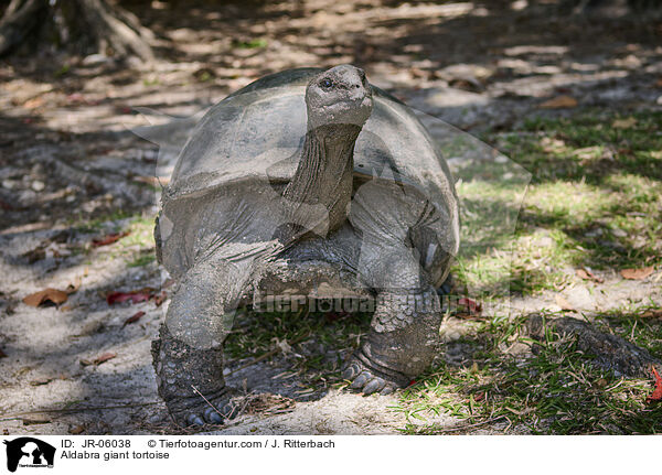 Aldabra giant tortoise / JR-06038