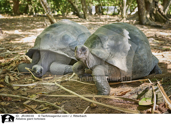Aldabra-Riesenschildkrten / Aldabra giant tortoises / JR-06039