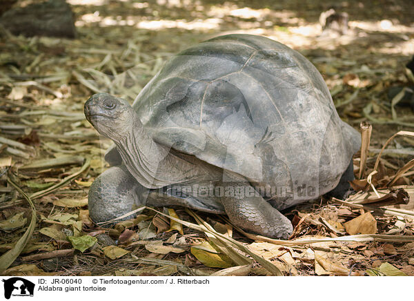 Aldabra-Riesenschildkrte / Aldabra giant tortoise / JR-06040