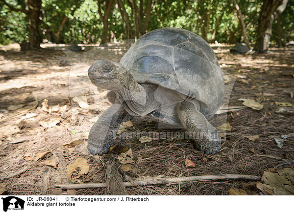 Aldabra giant tortoise / JR-06041