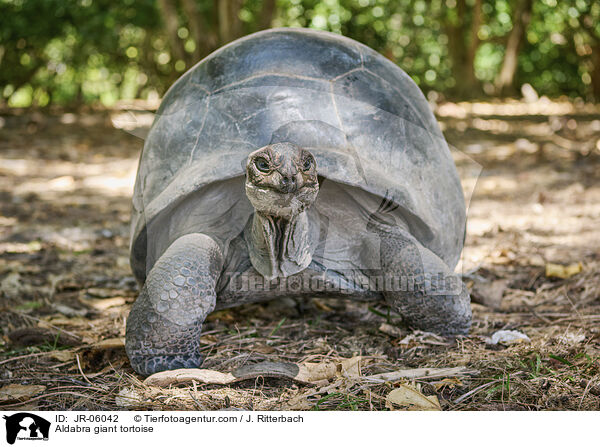 Aldabra-Riesenschildkrte / Aldabra giant tortoise / JR-06042