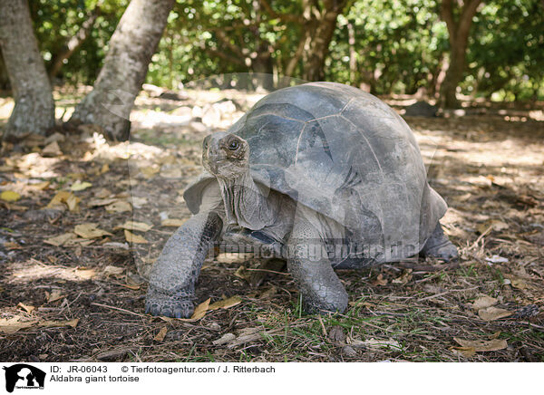 Aldabra-Riesenschildkrte / Aldabra giant tortoise / JR-06043