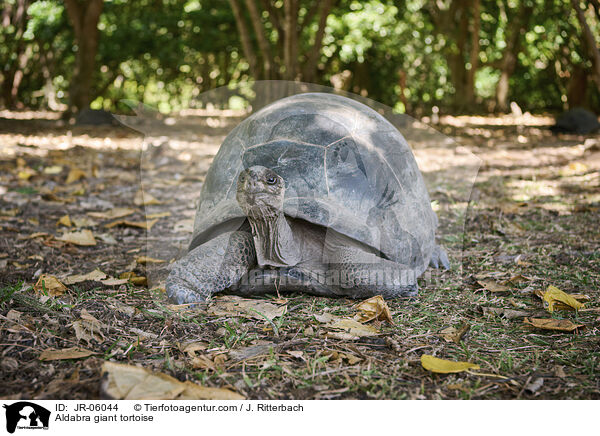 Aldabra giant tortoise / JR-06044
