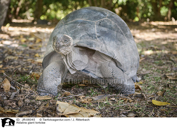 Aldabra giant tortoise / JR-06045