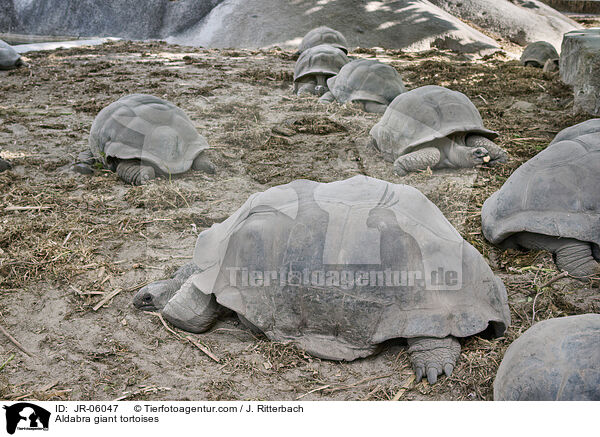 Aldabra-Riesenschildkrten / Aldabra giant tortoises / JR-06047