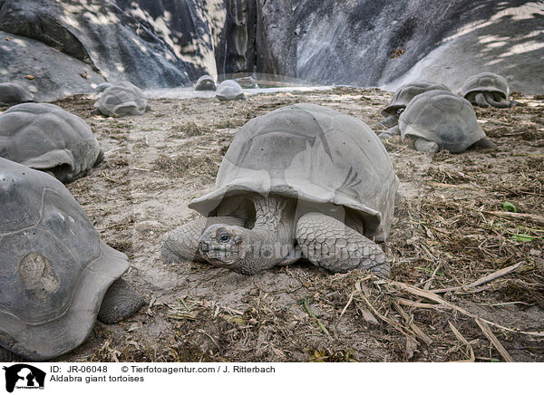 Aldabra giant tortoises / JR-06048