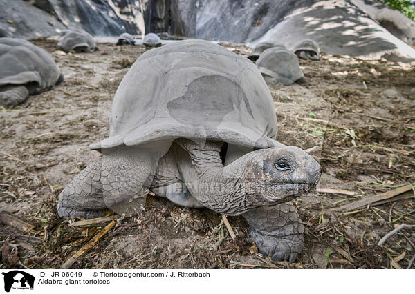 Aldabra giant tortoises / JR-06049