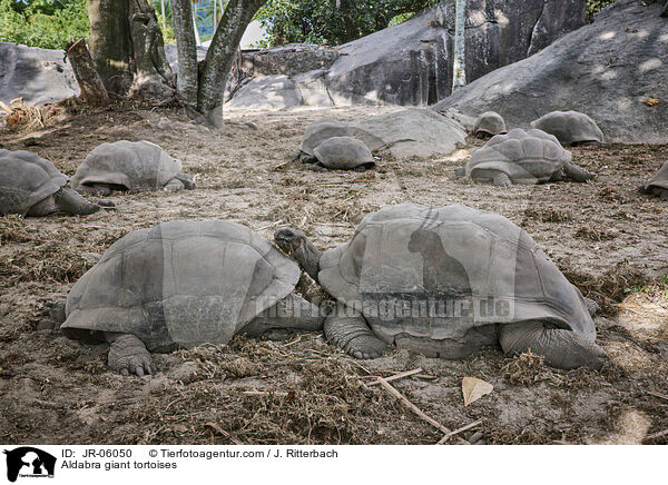 Aldabra giant tortoises / JR-06050