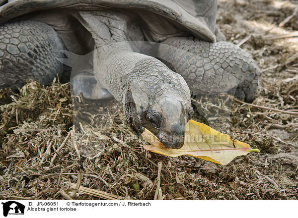 Aldabra-Riesenschildkrte / Aldabra giant tortoise / JR-06051