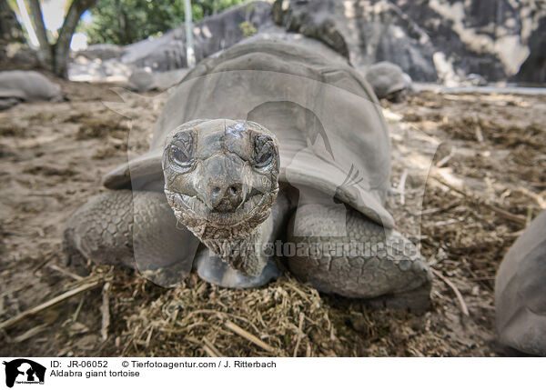 Aldabra giant tortoise / JR-06052
