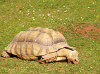 Aldabra giant tortoise