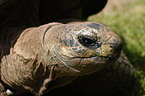 Aldabra giant tortoise