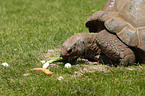 Aldabra giant tortoise