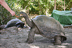 Aldabra giant tortoise