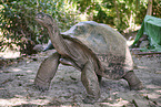 Aldabra giant tortoise