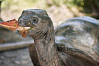 Aldabra giant tortoise