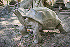 Aldabra giant tortoise