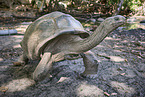 Aldabra giant tortoise