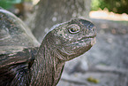 Aldabra giant tortoise