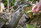 Aldabra giant tortoise