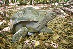 Aldabra giant tortoise