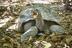 Aldabra giant tortoise