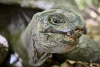 Aldabra giant tortoise