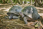 Aldabra giant tortoises