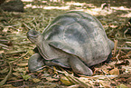 Aldabra giant tortoise