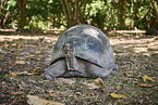 Aldabra giant tortoise