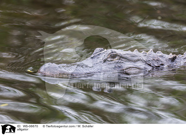 alligator / WS-06670