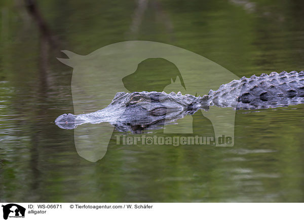 Echter Alligator / alligator / WS-06671