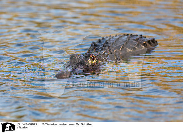 Echter Alligator / alligator / WS-06674