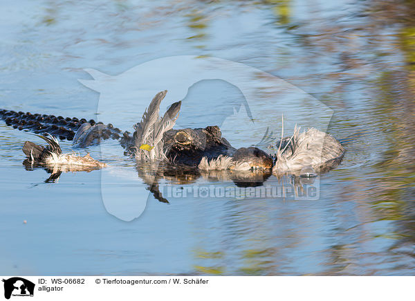 Echter Alligator / alligator / WS-06682