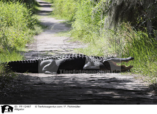 Alligator / FF-12487