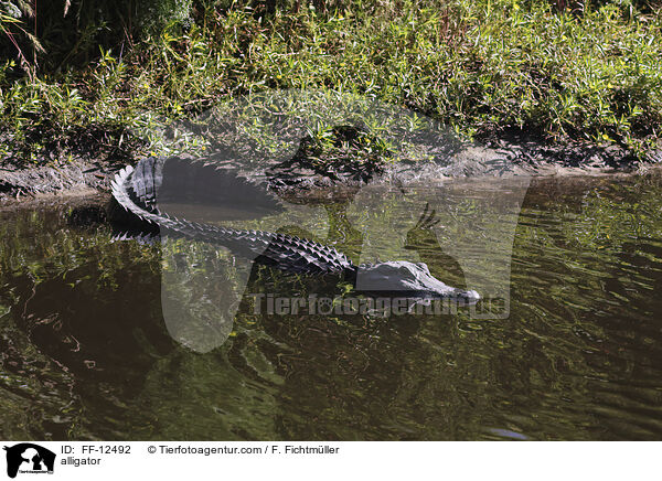 alligator / FF-12492