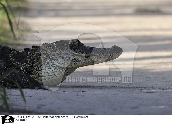 Alligator / Alligator / FF-12493