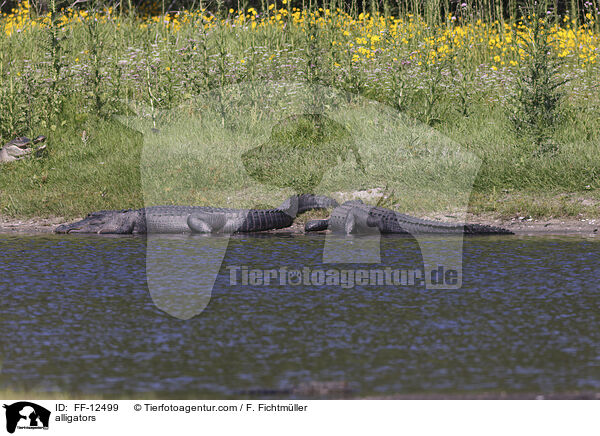 Alligatoren / alligators / FF-12499
