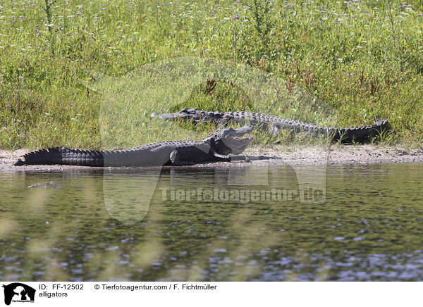 Alligatoren / alligators / FF-12502
