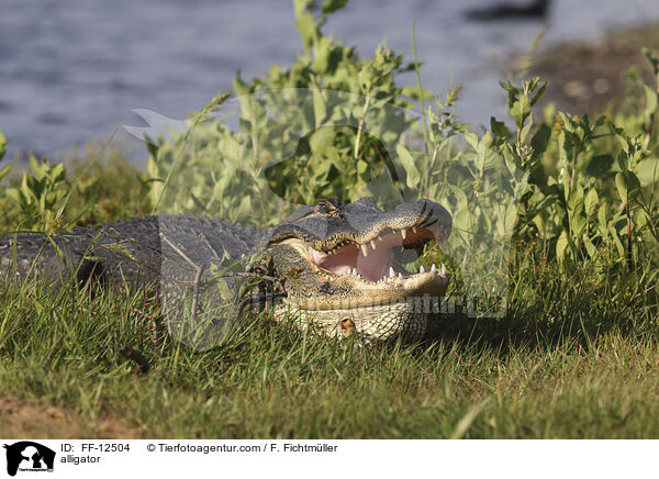 alligator / FF-12504