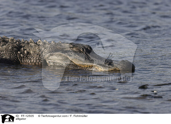 alligator / FF-12505