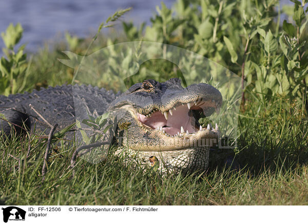 alligator / FF-12506