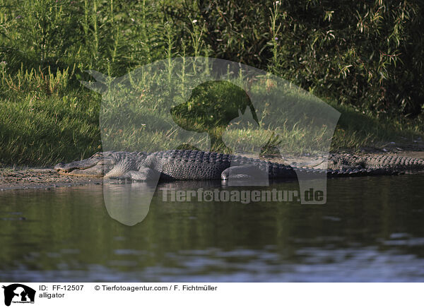 alligator / FF-12507