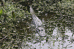 Alligator