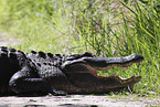 Alligator