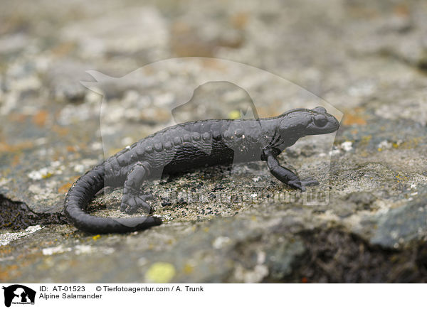 Alpine Salamander / AT-01523