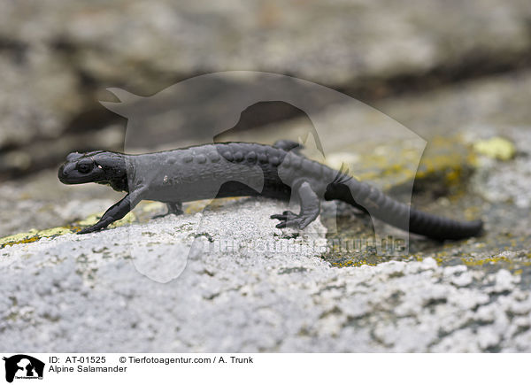 Alpine Salamander / AT-01525