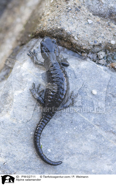 Alpine salamander / PW-02711