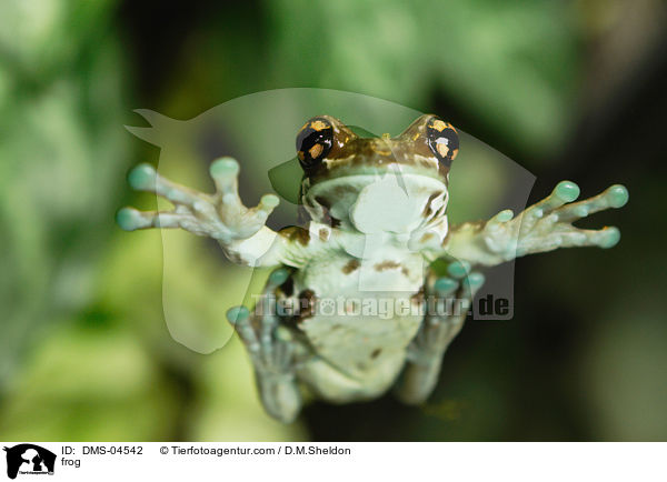 Baumhhlen-Krtenlaubfrosch / frog / DMS-04542